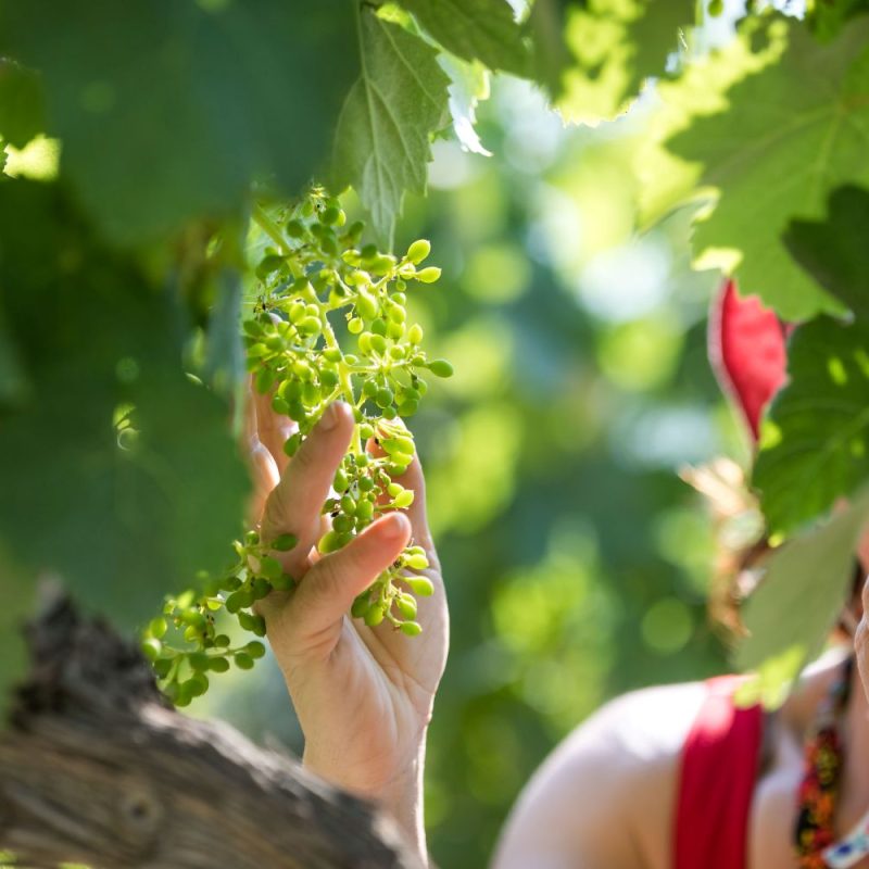 Chateau de la Noblesse Accueil